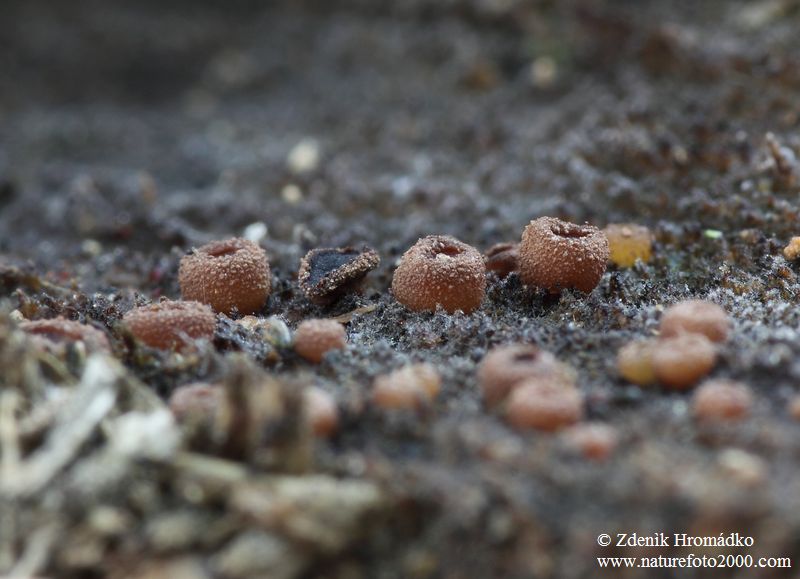 hovník dřevní, Ascobolus lignatilis (Houby, Fungi)